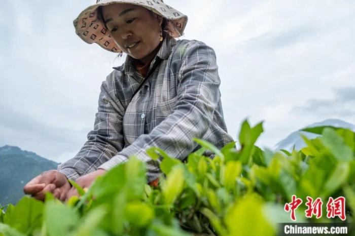 圖為墨脫縣背崩鄉(xiāng)門巴族民眾采摘茶葉。