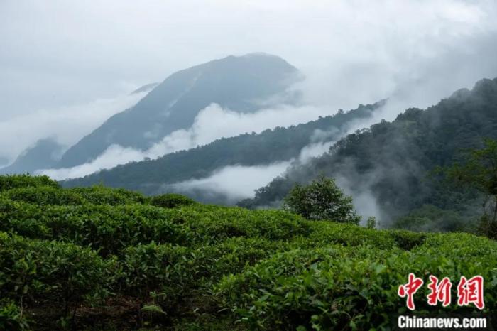 墨脫縣背崩鄉(xiāng)的高山茶場。