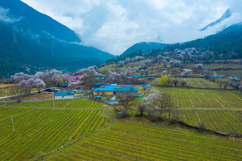 桃花村。 張靜攝
