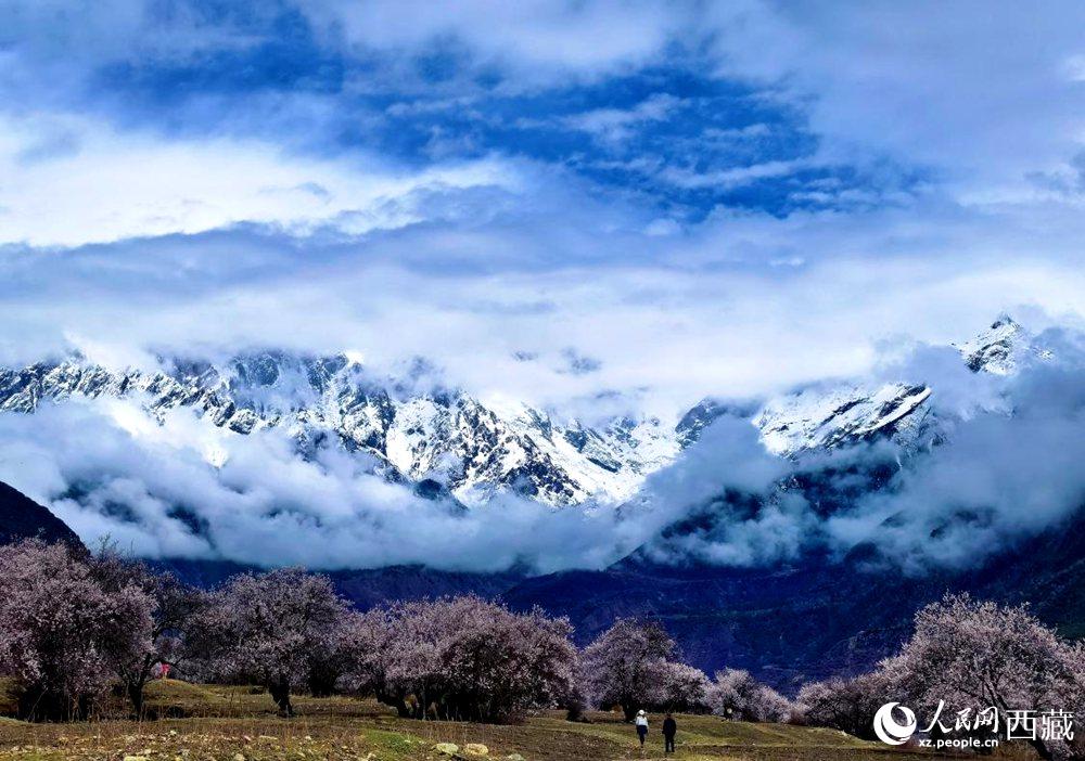 雪山下的桃花。人民網(wǎng) 李海霞攝