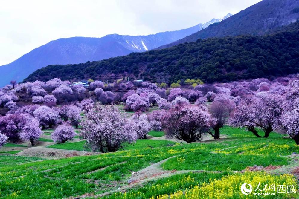 一樹樹野桃花開得正艷。人民網(wǎng) 李海霞攝