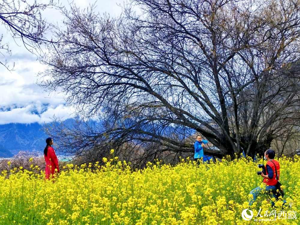 游客在桃花下拍照留念。人民網(wǎng) 李海霞攝