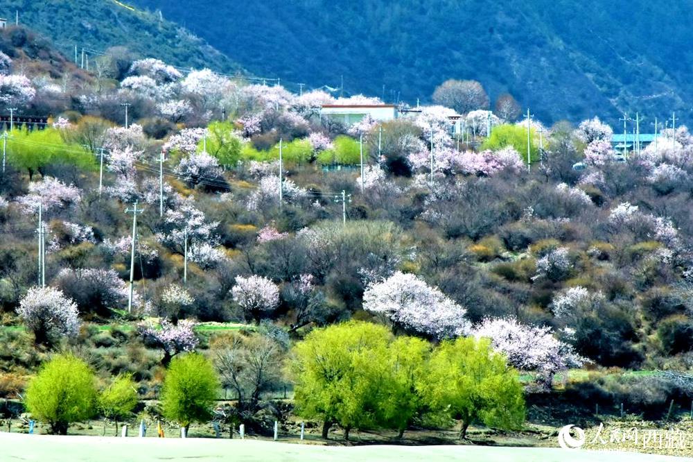 村莊掩映在桃花林中。人民網(wǎng) 李海霞攝