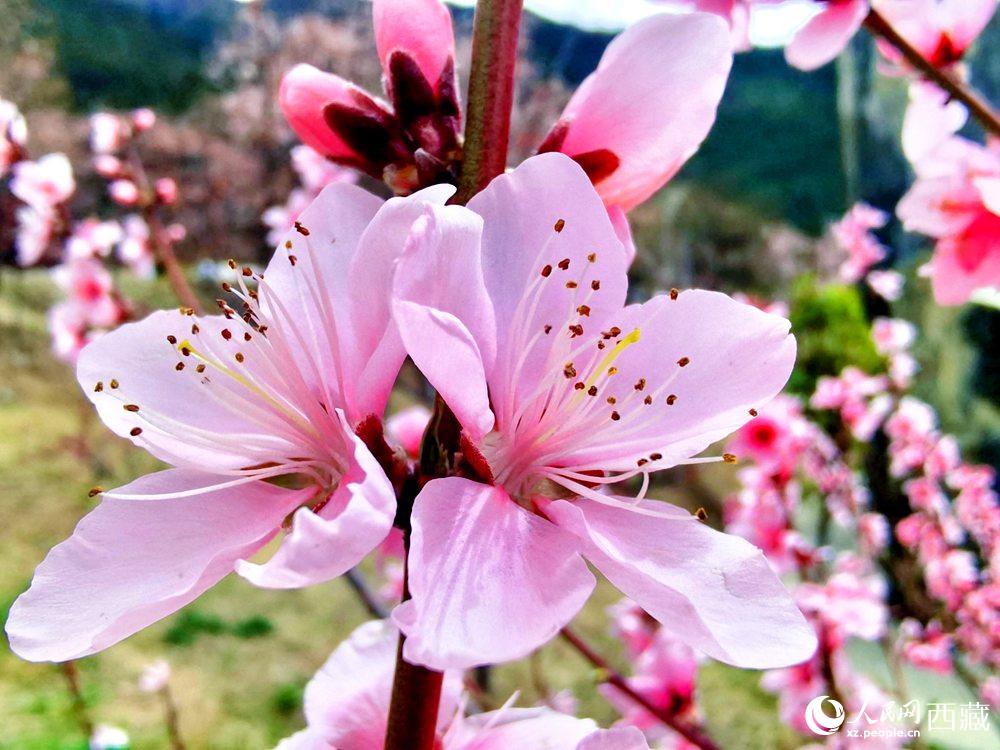 林芝桃花開。人民網(wǎng) 李海霞攝