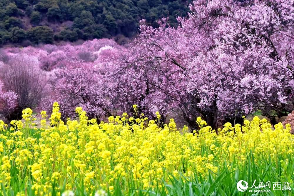 桃花與油菜花交相輝映。人民網(wǎng) 李海霞攝