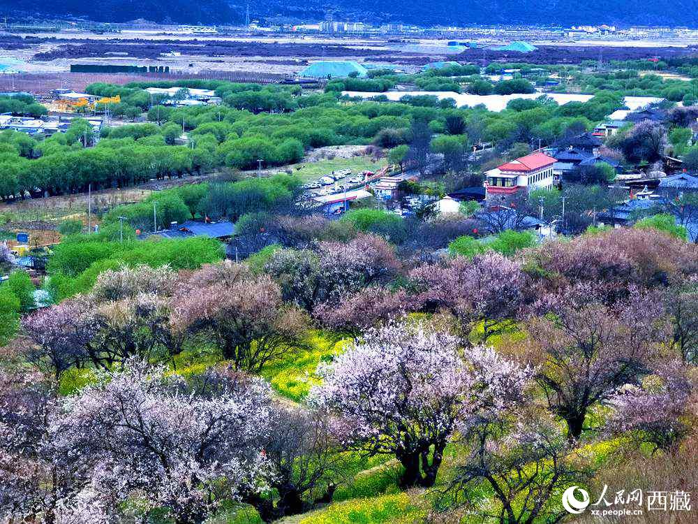 漫山開放的野桃花。人民網(wǎng) 李海霞攝