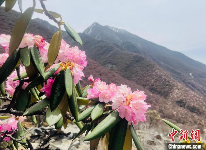 近日，西藏自治區(qū)山南市加查縣索囊溝的杜鵑花競相綻放。　冉文娟 攝