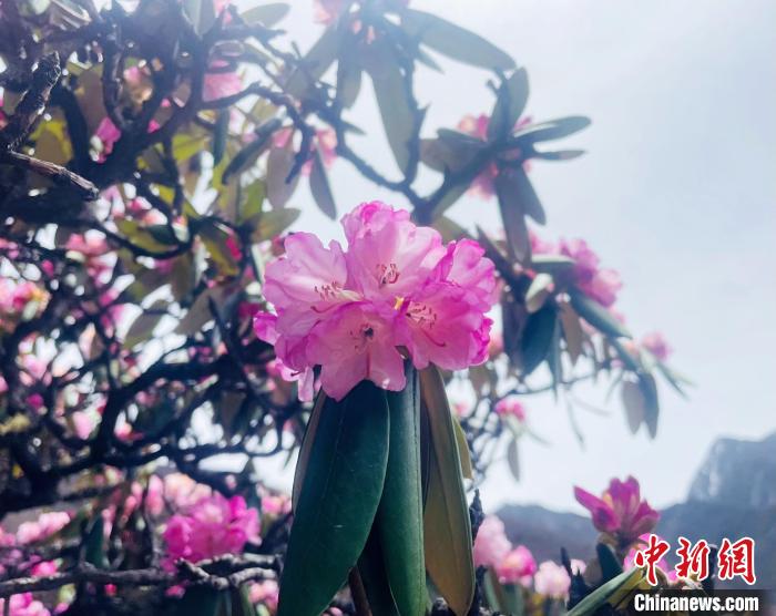 近日，西藏自治區(qū)山南市加查縣索囊溝的杜鵑花競相綻放?！∪轿木?攝