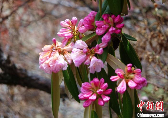 近日，西藏自治區(qū)山南市加查縣索囊溝的杜鵑花競相綻放?！∪轿木?攝