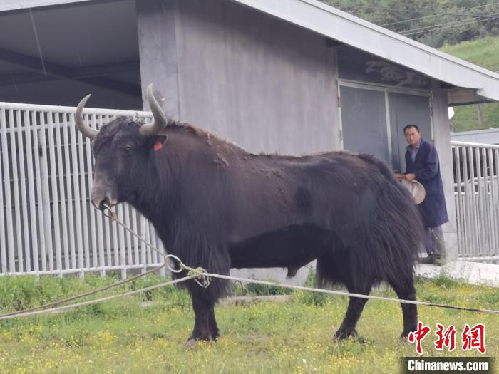 探訪全國最大牦牛產(chǎn)學研基地：“大通牦?！备牧己笠峒s180萬頭