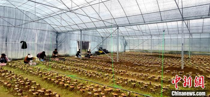 圖為紅太陽科技示范家庭農(nóng)場(chǎng)組織民眾采收靈芝?！∑酱胪喙﹫D