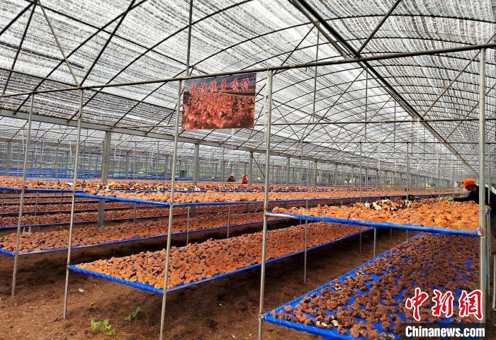 圖為紅太陽科技示范家庭農(nóng)場(chǎng)采收的靈芝?！∑酱胪喙﹫D