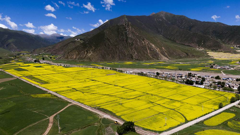 西藏墨竹工卡縣油菜農(nóng)田。