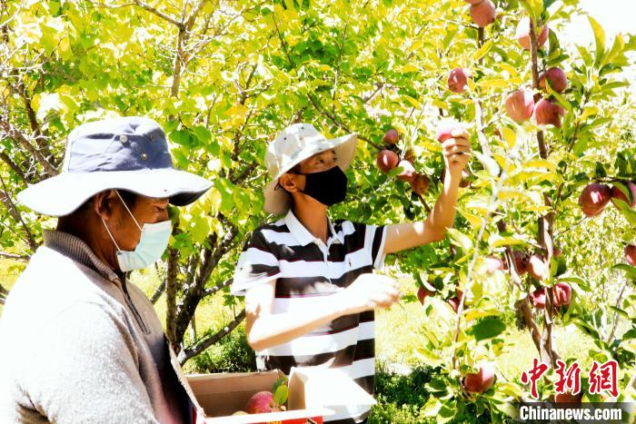 圖為西藏阿里札達縣底雅鄉(xiāng)村民在自家果園采摘果實?！“⑼?攝