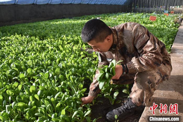 圖為阿里軍分區(qū)某邊防團官兵在溫室摘菜?！￡悋[岳 攝