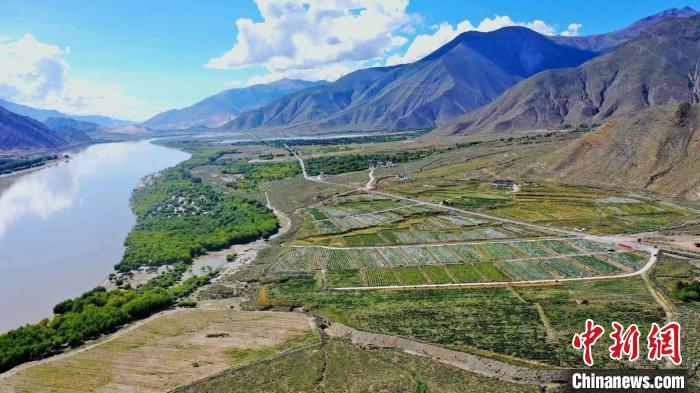 圖為桑日縣葡萄種植基地?！∩侥仙Ｈ湛h委宣傳部提供