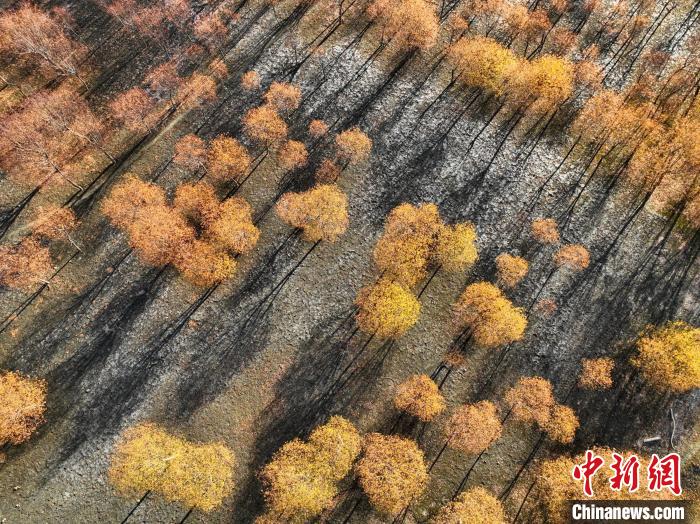 入冬時節(jié)，雅魯藏布江畔的樹林一片金黃?！《拘?攝