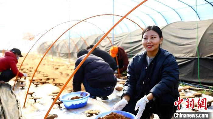 圖為農(nóng)民采收靈芝孢子粉?！∴嚢?攝