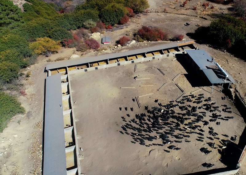 麥村藏香豬養(yǎng)殖基地。