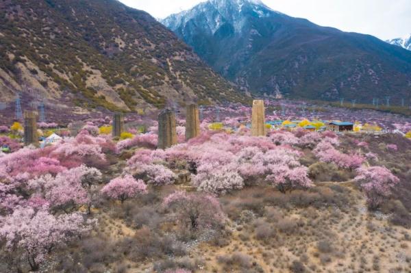 人間桃花源！林芝桃花有多絕？