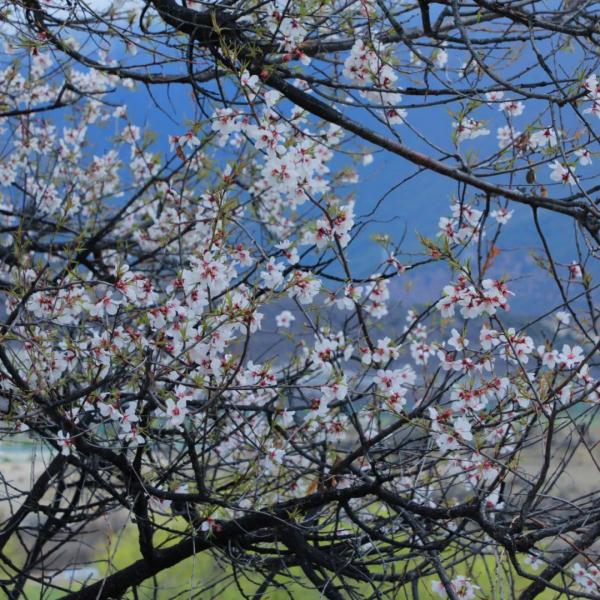 人間桃花源！林芝桃花有多絕？