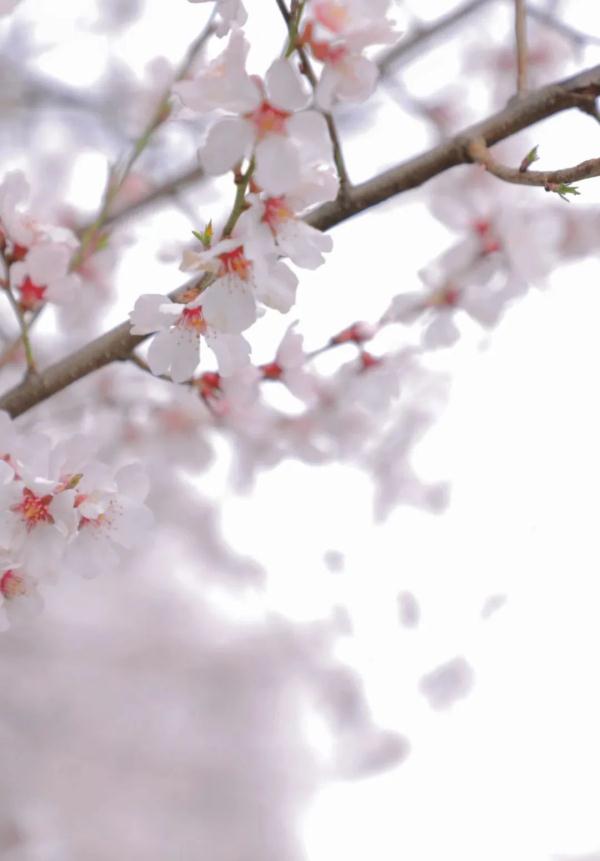 人間桃花源！林芝桃花有多絕？