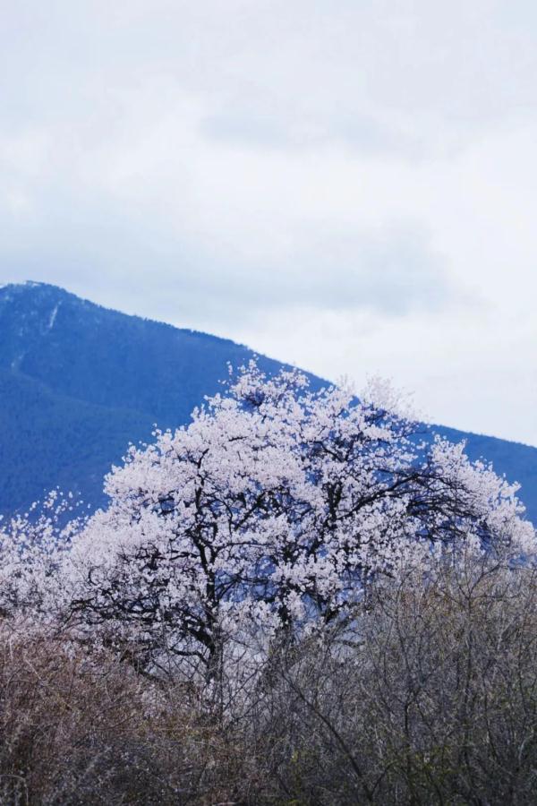 人間桃花源！林芝桃花有多絕？