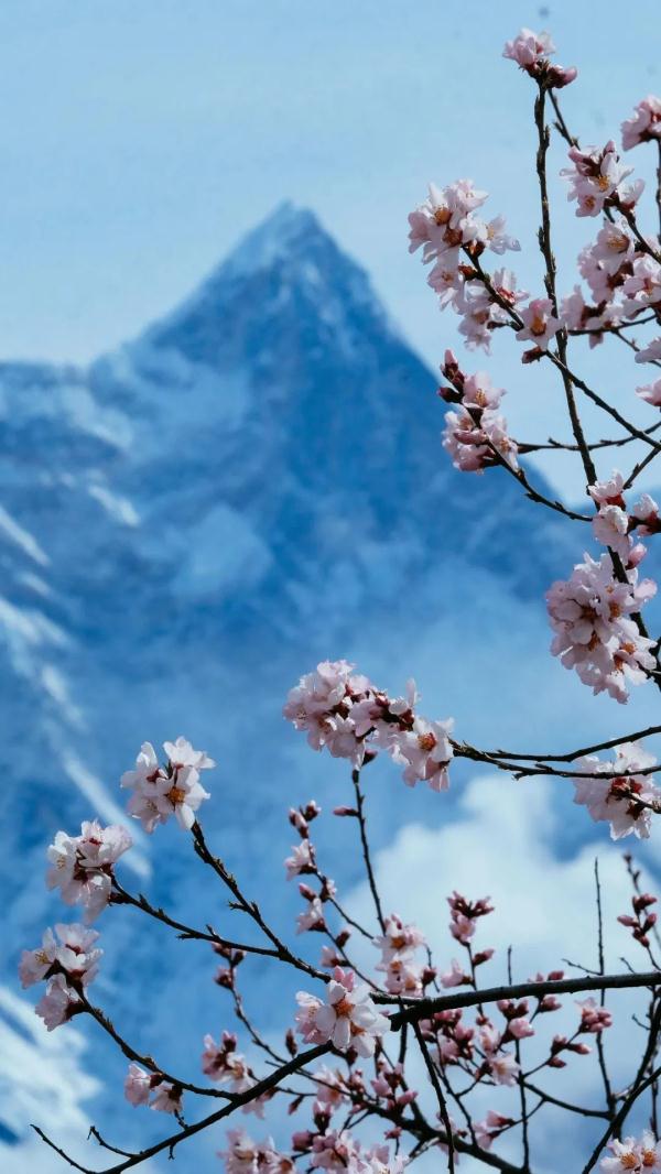 人間桃花源！林芝桃花有多絕？