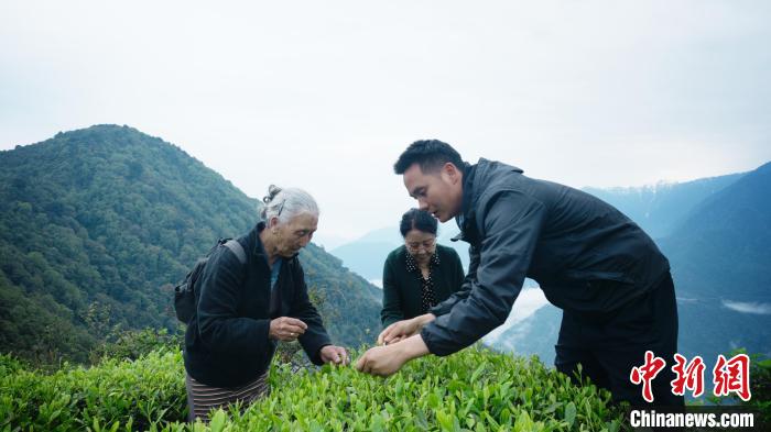 圖為銀發(fā)旅游體驗(yàn)團(tuán)兩位老人體驗(yàn)采茶。　西藏專項(xiàng)旅游協(xié)會供圖