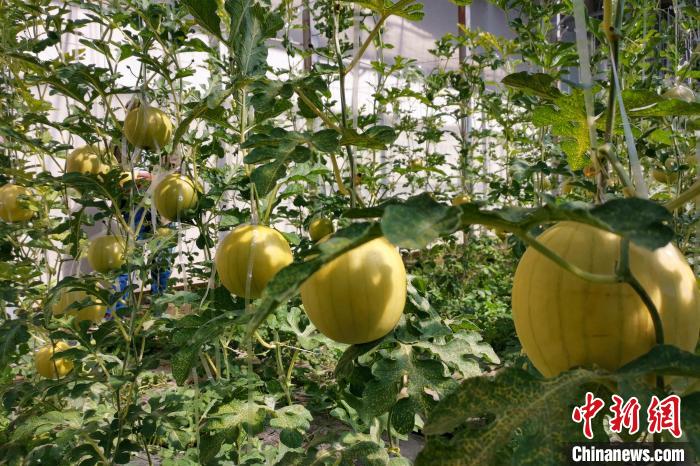 圖為康馬縣大棚內(nèi)的金太陽西瓜?！⒔ㄜ?攝