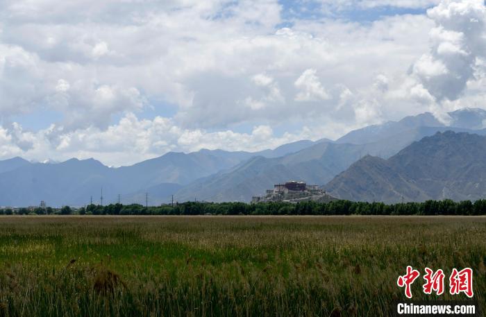 圖為6月22日，西藏拉薩拉魯濕地?！±盍?攝