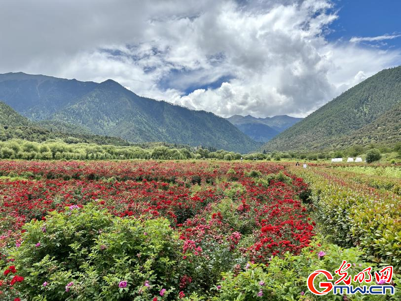 我們的家園丨工布花谷：高原花開香飄全國，產(chǎn)業(yè)經(jīng)濟(jì)增收致富