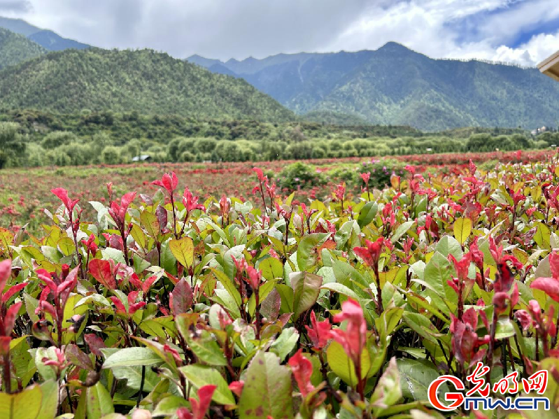 我們的家園丨【組圖】 綠水青山入畫，“金山銀山”筑起
