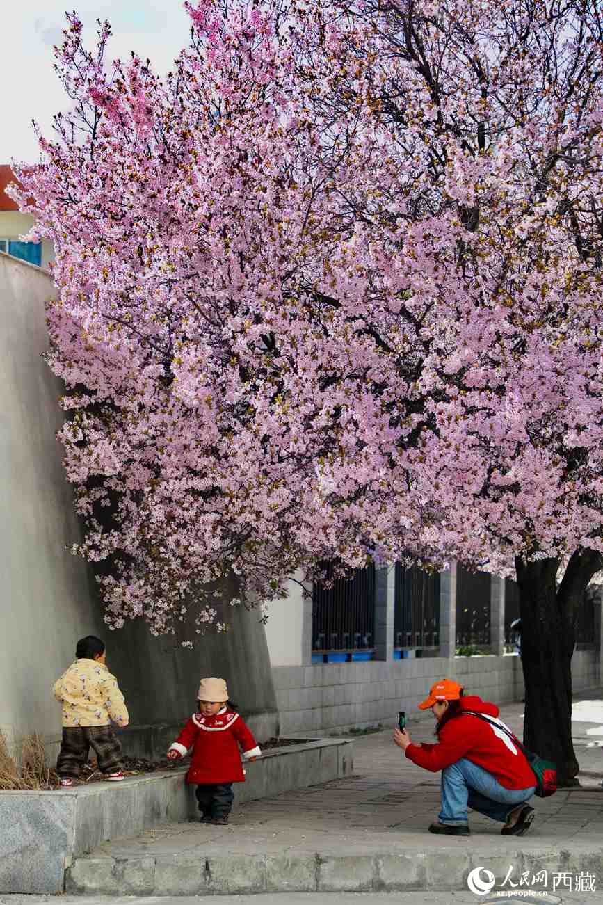 桃林下，拉薩市民游客樂(lè)享春光。人民網(wǎng)記者 次仁羅布攝