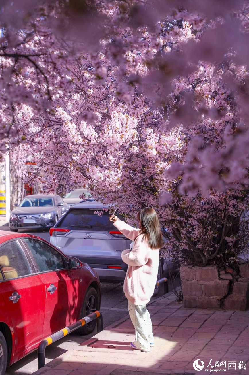 桃林下，拉薩市民游客樂(lè)享春光。人民網(wǎng)記者 次仁羅布攝