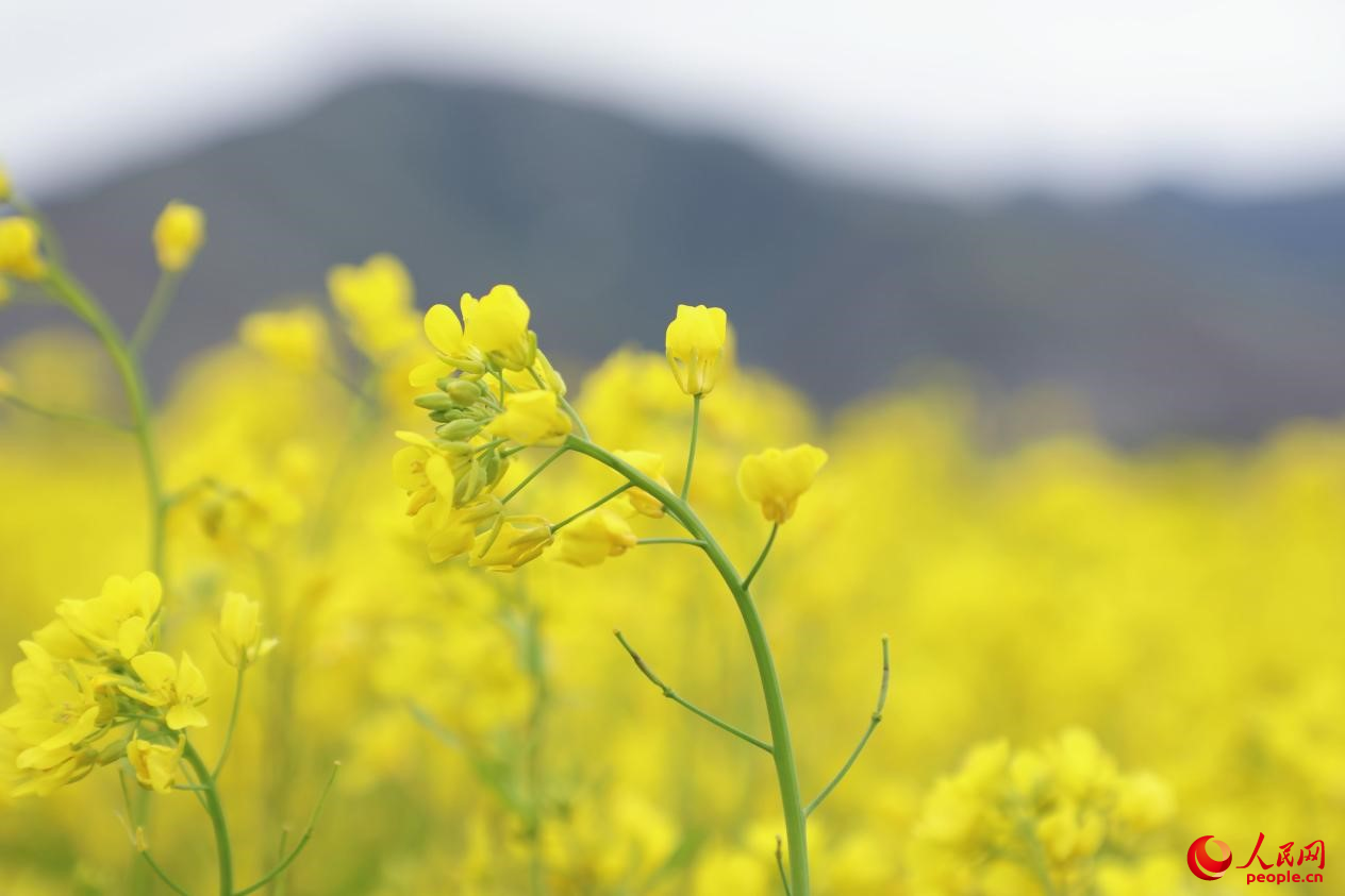 金色油菜花鋪滿(mǎn)大地。 人民網(wǎng) 李海霞攝