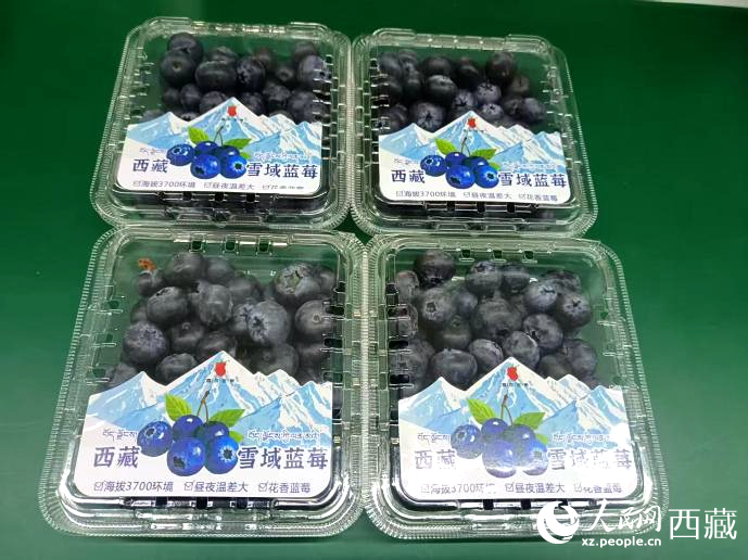 西藏雪域藍(lán)莓。羅雨欣攝