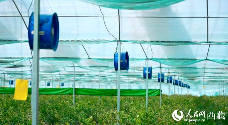 藍(lán)莓種植的智能溫室場景。羅雨欣攝