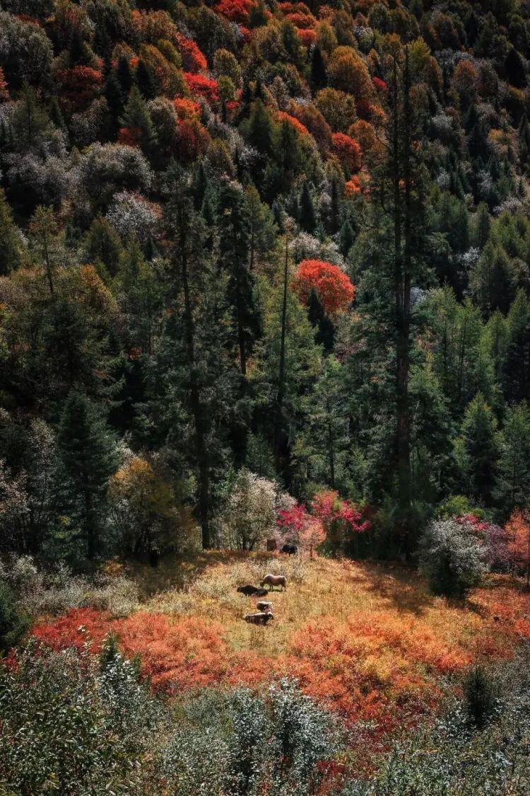 懂西藏的人，一定不會(huì)錯(cuò)過(guò)林芝的秋天