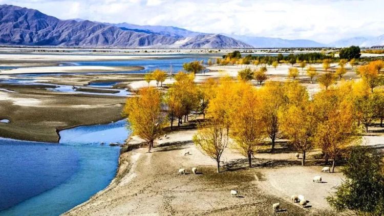 懂西藏的人，一定不會(huì)錯(cuò)過(guò)林芝的秋天