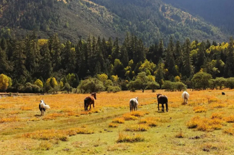 懂西藏的人，一定不會(huì)錯(cuò)過(guò)林芝的秋天