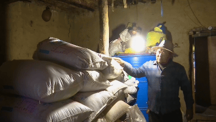 青稞“蛻變”，牦?！俺鋈Α?！看西藏農(nóng)牧民的“十四五”豐收答卷