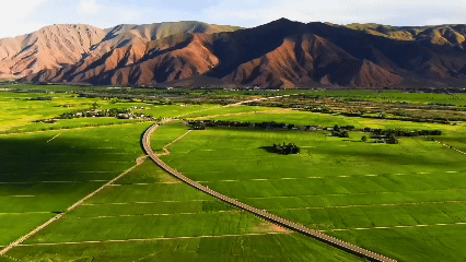 青稞“蛻變”，牦牛“出圈”！看西藏農(nóng)牧民的“十四五”豐收答卷