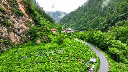 青稞“蛻變”，牦?！俺鋈Α保】次鞑剞r(nóng)牧民的“十四五”豐收答卷