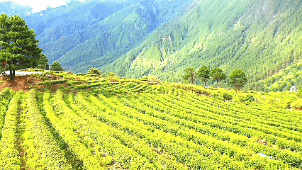 青稞“蛻變”，牦?！俺鋈Α?！看西藏農(nóng)牧民的“十四五”豐收答卷