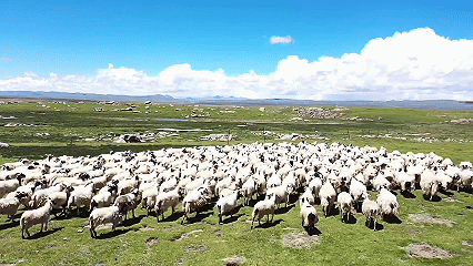 青稞“蛻變”，牦?！俺鋈Α?！看西藏農(nóng)牧民的“十四五”豐收答卷