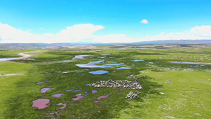 青稞“蛻變”，牦?！俺鋈Α?！看西藏農(nóng)牧民的“十四五”豐收答卷