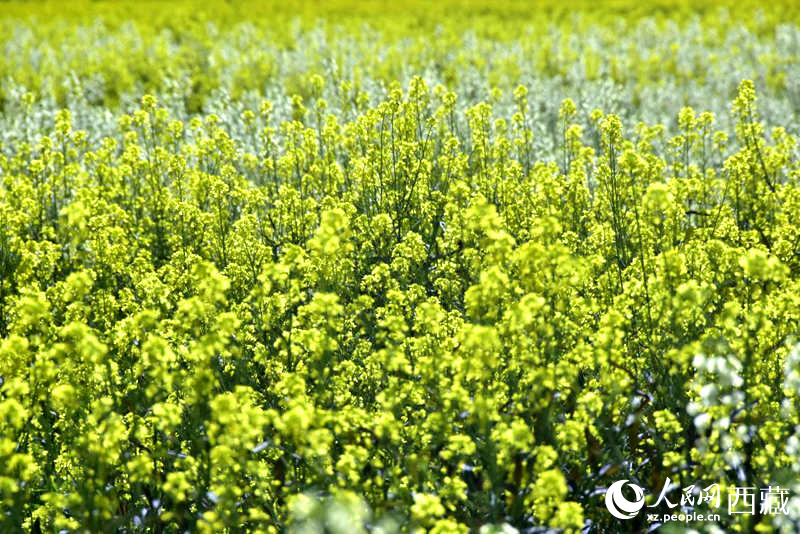 盛開的小油菜花。人民網(wǎng) 李海霞攝