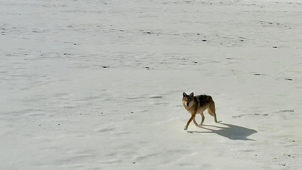 雪地里的阿里“狼”。