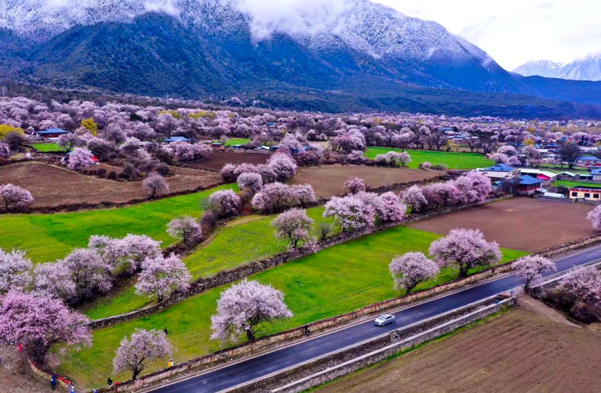 波密縣傾多鎮(zhèn)如納村盛開的桃花。徐馭堯攝